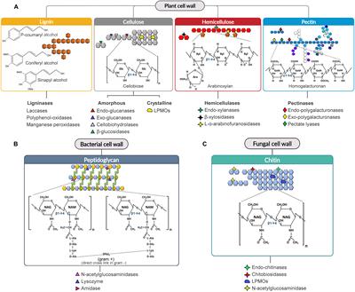 Industrial Use of Cell Wall Degrading Enzymes: The Fine Line Between Production Strategy and Economic Feasibility